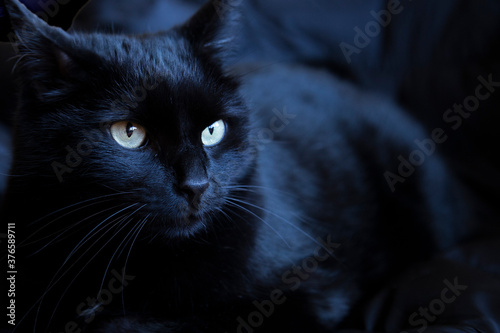 Black cat with bright eyes on black background with a blueish tint