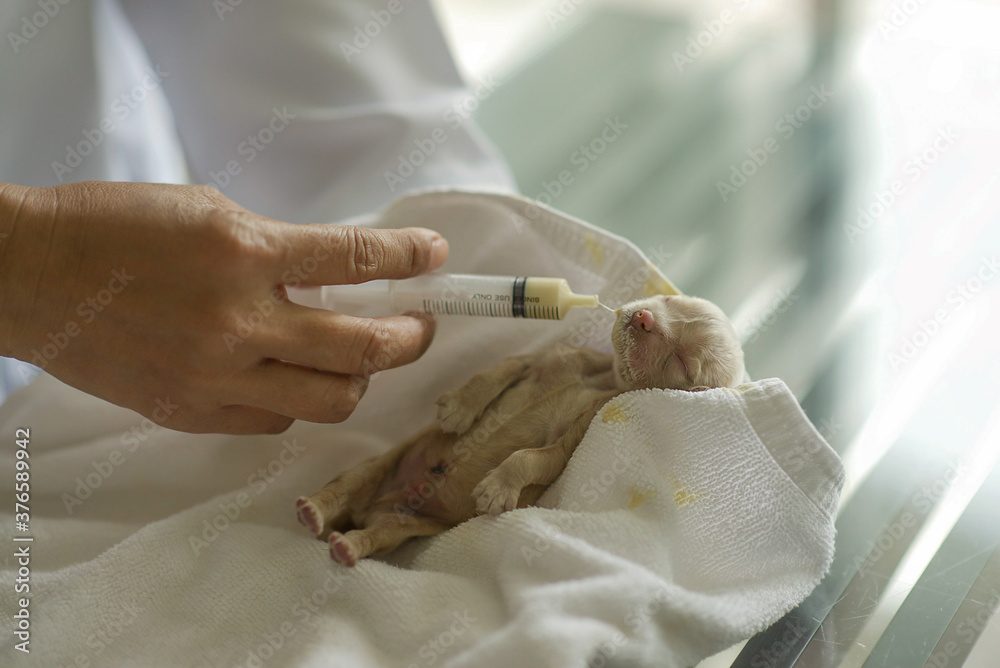 Obraz premium Adorable newborn puppy feeding time by using syringe.Little Cocker Spaniel pup being fed with milk replacement.Tiny dog child wrapped with towel.