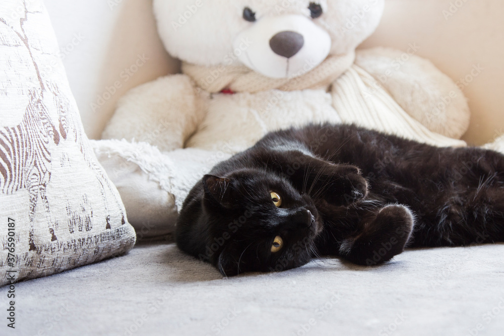A black cat lies on a sofa on a light background. Big white teddy bear in the background