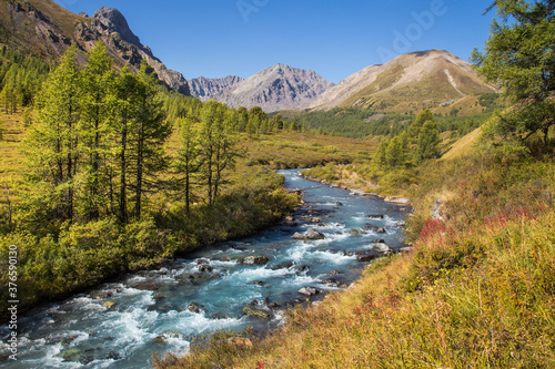 A white water mountain river bends along the valley between the banks with yellowish grass and green trees. Grey mountains are in the background against the bright blue sky. © Igor