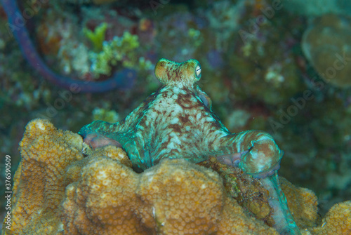 A Caribbean reef octopus shot at night. This fascinating creature is on the search for food under the cover of darkness photo
