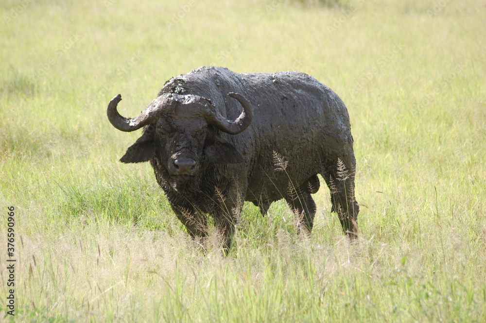 cape buffalo in the savannah cape buffalo in the savannah
