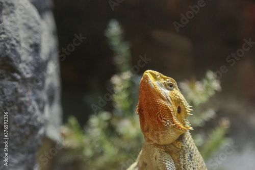 Desert lizard stand looking around and show face photo