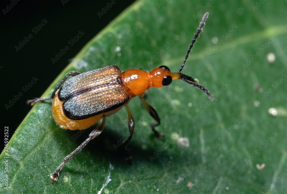 Macro Photo of Orange Weevil on Green Leaf Macro Photo of Orange Weevil on Green Leaf