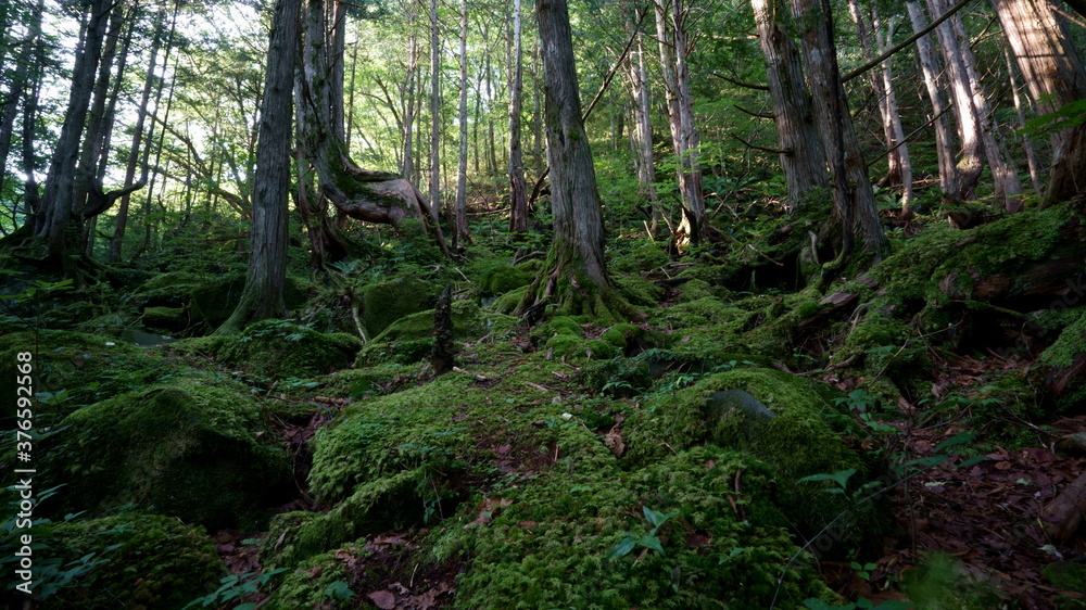 夏の古木と苔とシダに覆われた森の中 夏の古木と苔とシダに覆われた森の中
