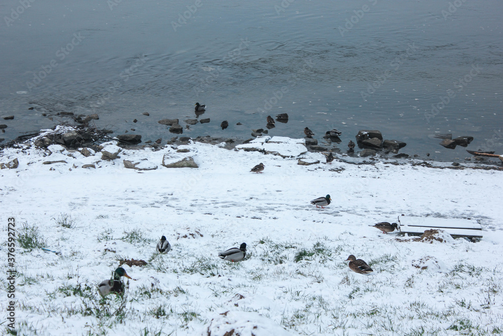 Obraz premium Kazimierz Dolny