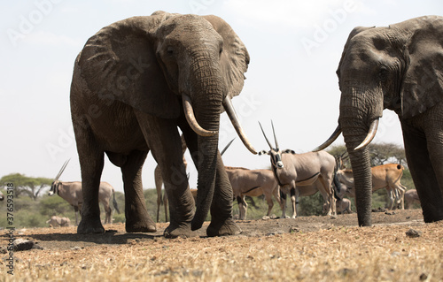 Fototapeta Naklejka Na Ścianę i Meble -  A close up of a two large Elephants (Loxodonta africana) in Kenya.	