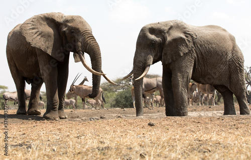 A close up of a two large Elephants (Loxodonta africana) in Kenya. 