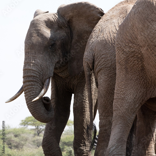 A close up of a three large Elephants (Loxodonta africana) in Kenya.  © Grantat