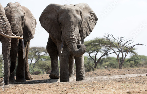 A close up of a three large Elephants  Loxodonta africana  in Kenya. 