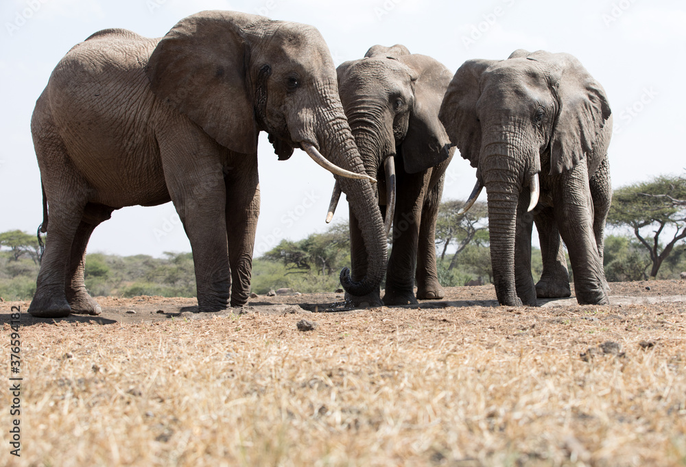 A close up of a three large Elephants (Loxodonta africana) in Kenya.	