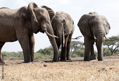 A close up of a three large Elephants  Loxodonta africana  in Kenya. 