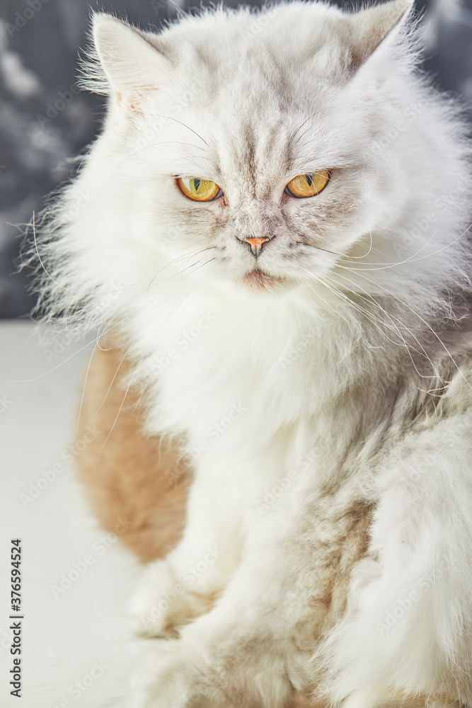 White British cat with yellow eyes on a gray background