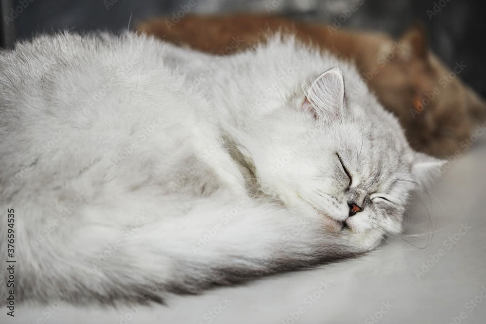 The cat of white coloring British breed sleeps on a white background