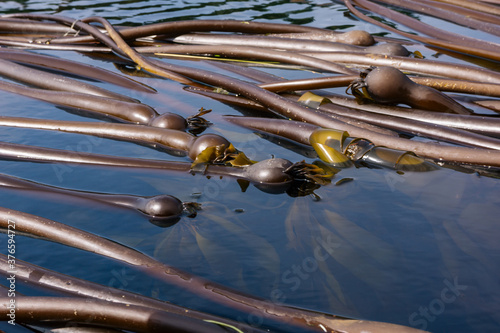 Bull Kelp in saltwater