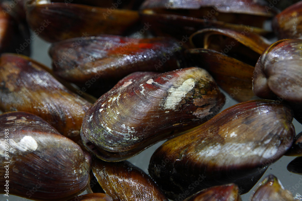 Clams have two shells of equal size connected by two adductor muscles