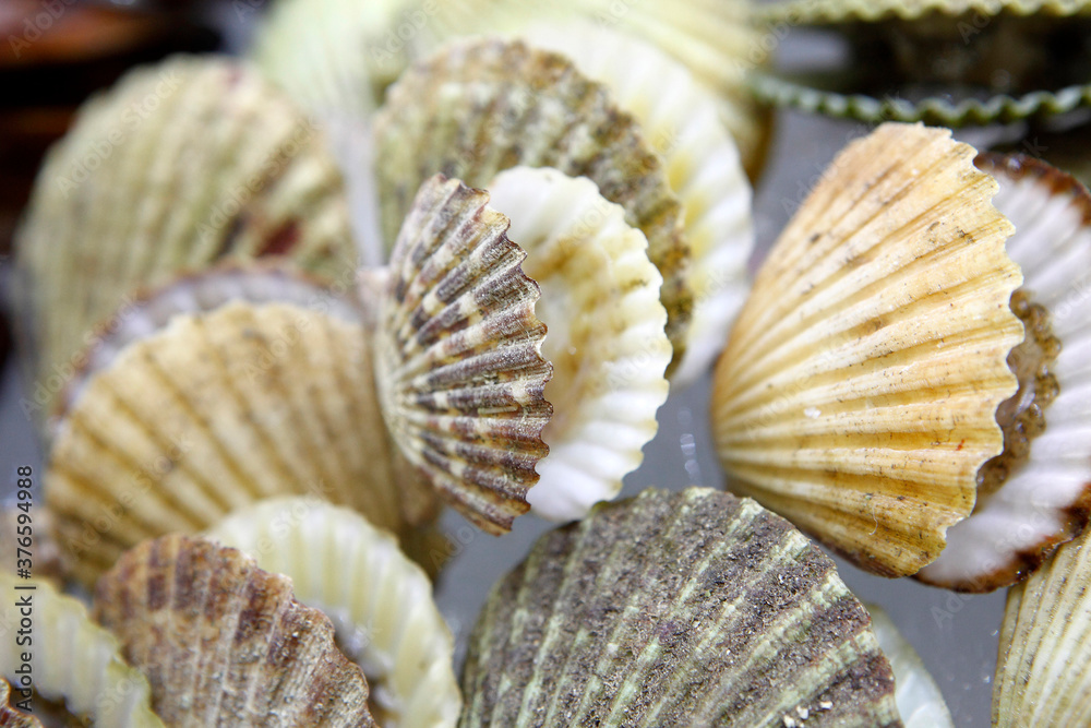 Clams have two shells of equal size connected by two adductor muscles
