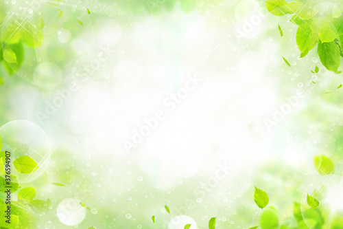 フレッシュな雨上がりの水滴と朝露の新緑葉のフレーム