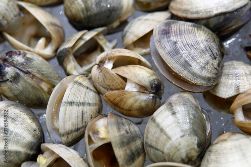 Clams have two shells of equal size connected by two adductor muscles and have a powerful burrowing foot.
