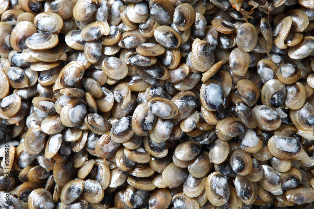 Clams have two shells of equal size connected by two adductor muscles