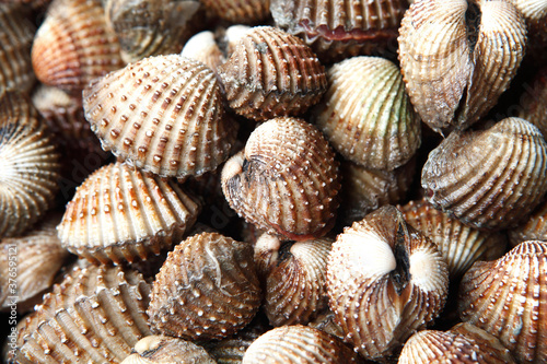 Clams have two shells of equal size connected by two adductor muscles and have a powerful burrowing foot.