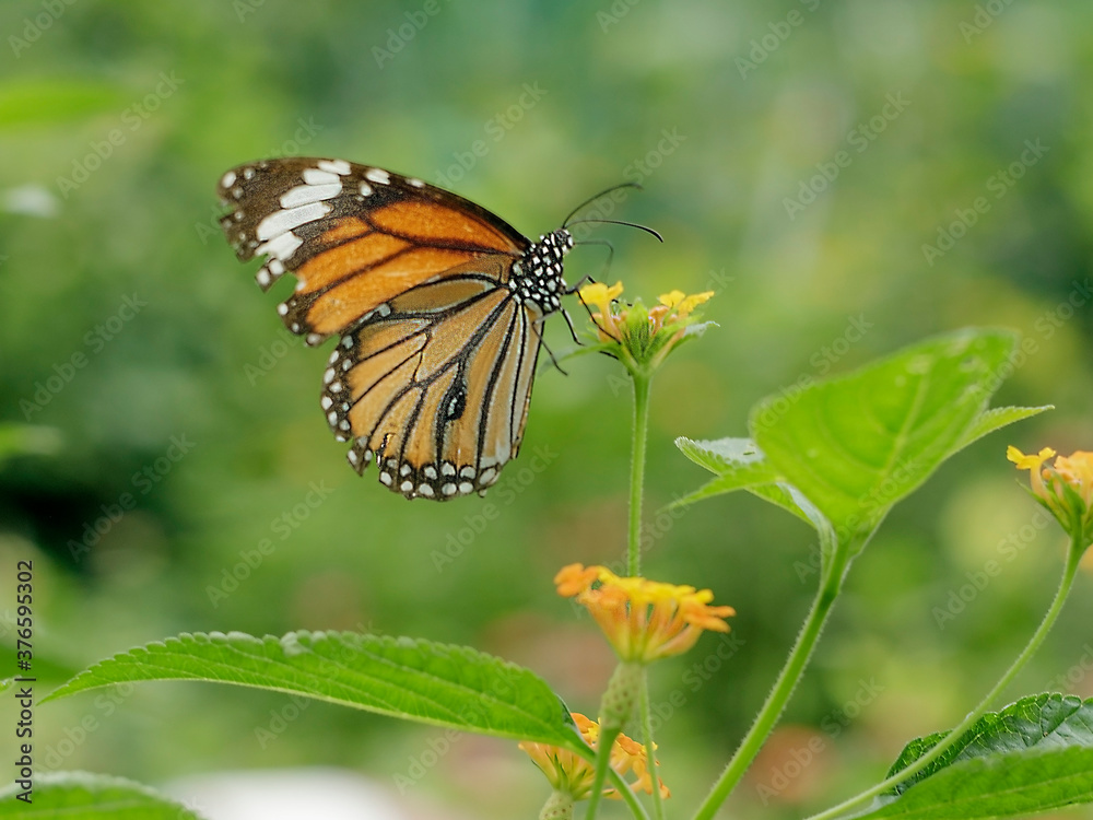 Natural photo: butterfly at the Botanic Garden (Vietnam) Natural photo: butterfly at the Botanic Garden (Vietnam)