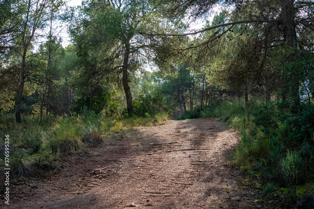 Path through pine forest in the region of Murcia. Spain