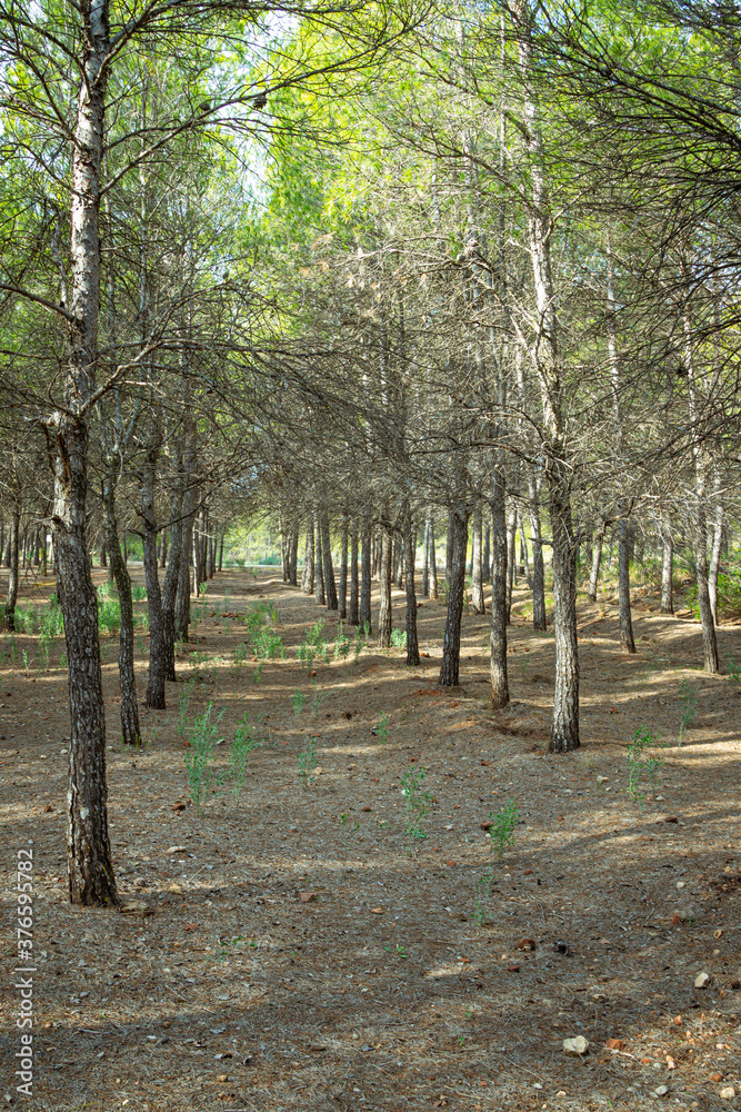 Fototapeta premium Mediterranean pine forest in the Murcia region. Spain