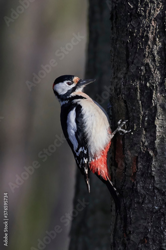 Great spotted woodpecker (Dendrocopos major) in its natural enviroment