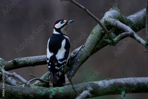 Great spotted woodpecker (Dendrocopos major) in its natural enviroment