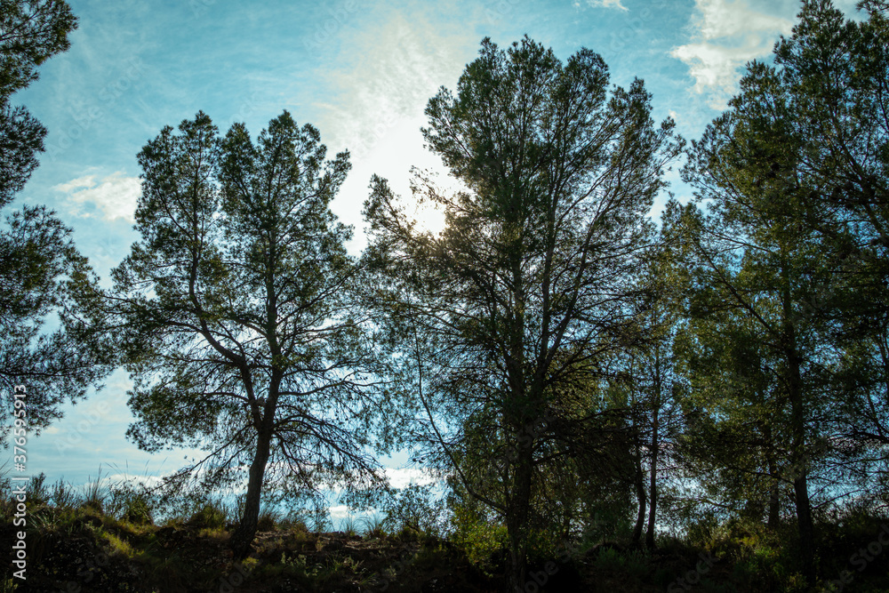 Pine trees overlooking the blue sky