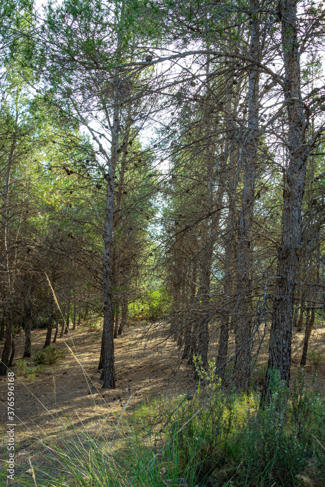 Mediterranean pine forest in the Murcia region. Spain Mediterranean pine forest in the Murcia region. Spain