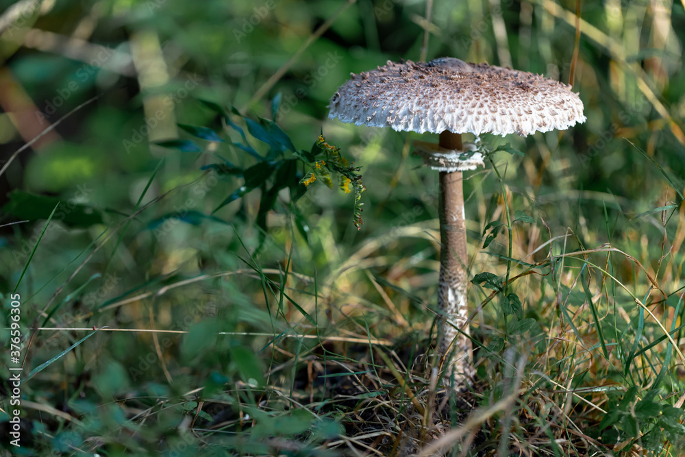 Parasol mushroom Macrolepiota Procera growing on grassy forest floor Parasol mushroom Macrolepiota Procera growing on grassy forest floor
