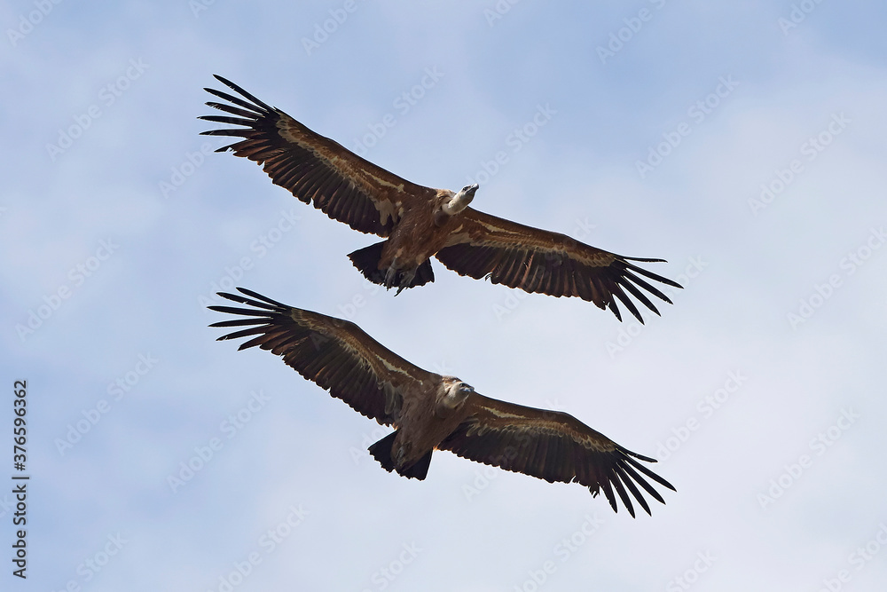 Obraz premium Griffon vulture (Gyps fulvus) in its natural enviroment