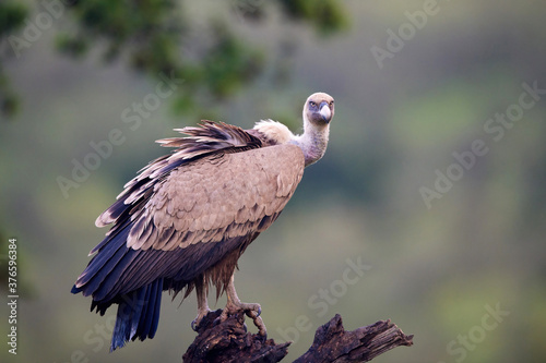 Griffon vulture (Gyps fulvus) in its natural enviroment photo