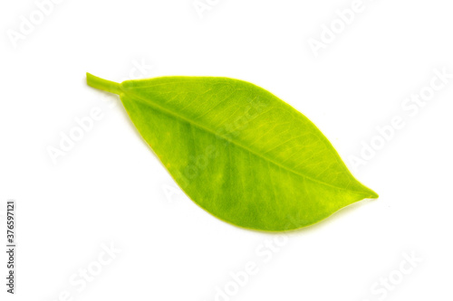 leaves of the Korean banyan on a white background