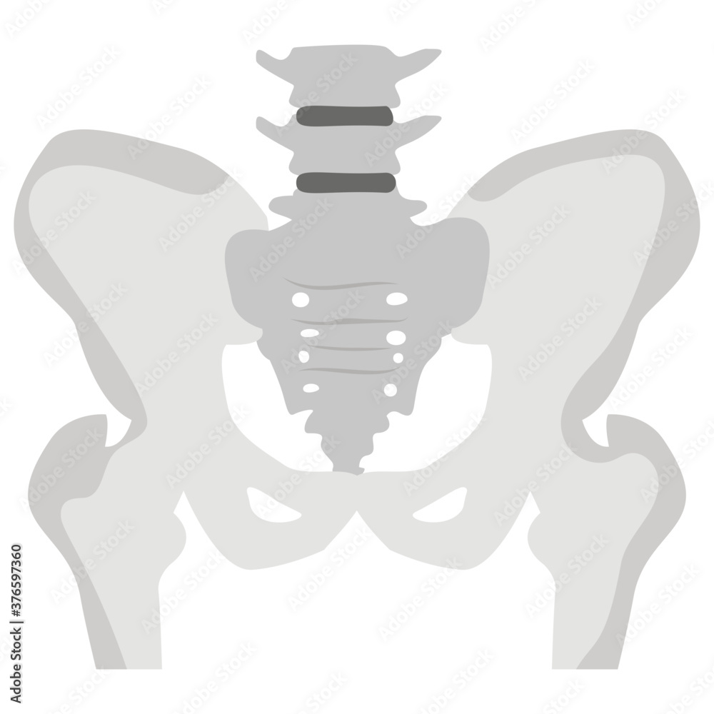 Hip Bone Hip Bone