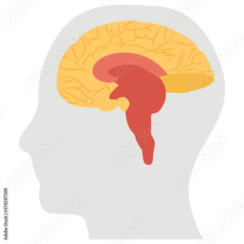 Brain 
