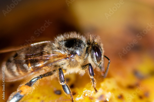 Honey bee on a yellow background, macro close-up. © Александр Клюйко