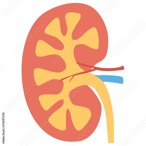 Human Kidneys