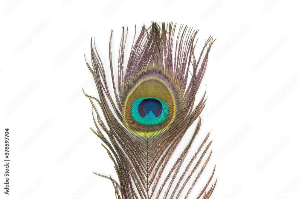 Obraz premium Beautiful peacock feathers on white background