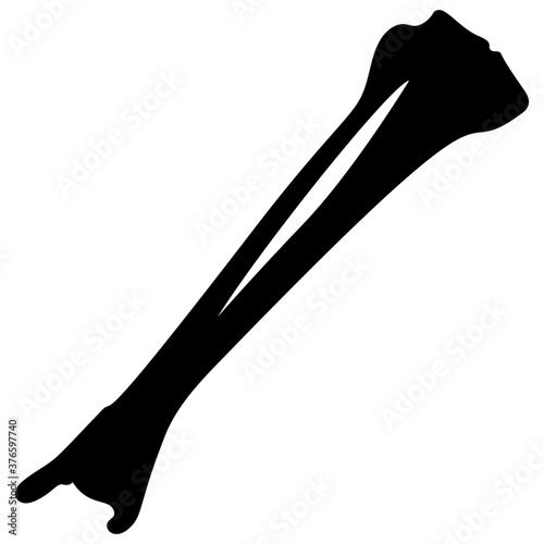 Fibula Bone 
