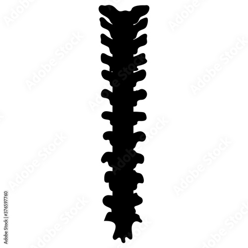 Spine Vertebrae