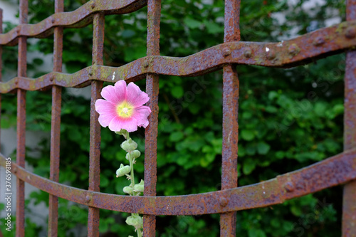 Canvas-taulu Alter Gartenzaum mit Blume