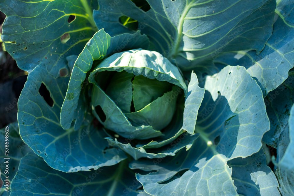 Fototapeta premium Raw fresh green cabbage texture and background, top view over dark background.