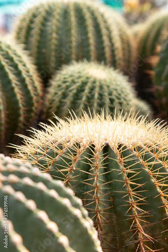 Varieties of cactus and succulent grow in the garden near BKK,Thailand.