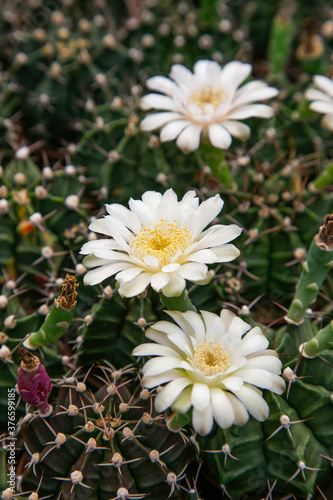 Colorful Cactus flowers blossom in the garden. 