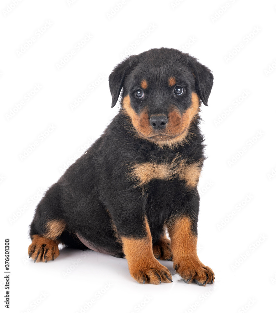 puppy rottweiler in studio