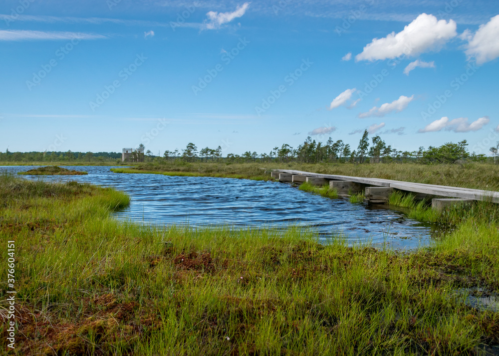 summer landscape with bog background and traditional vegetation, a wooden footpath leads through the bog, Nigula bog, Estonia