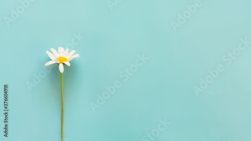 Field daisy flowers on blue background. Copy space. Minimal concept.